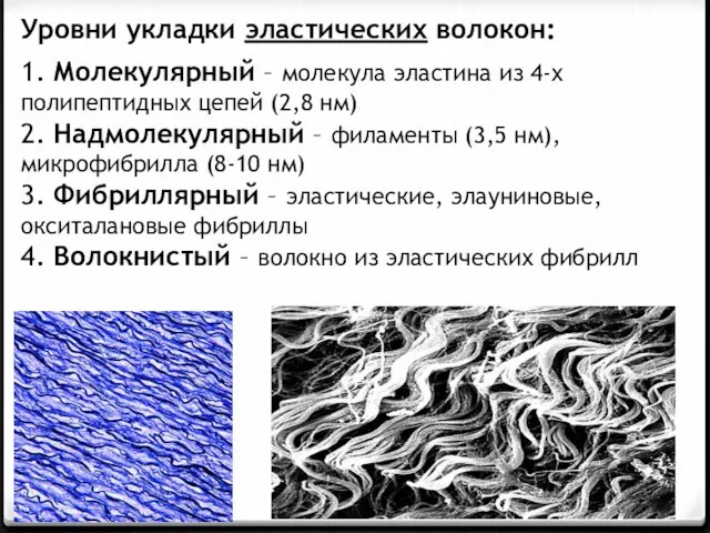 Уровни укладки эластических волокон: 1. Молекулярный – молекула эластина из