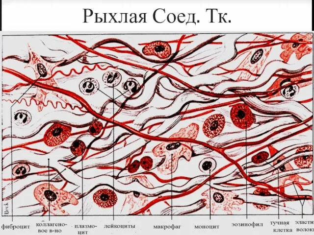 Рыхлая Соед. Тк.