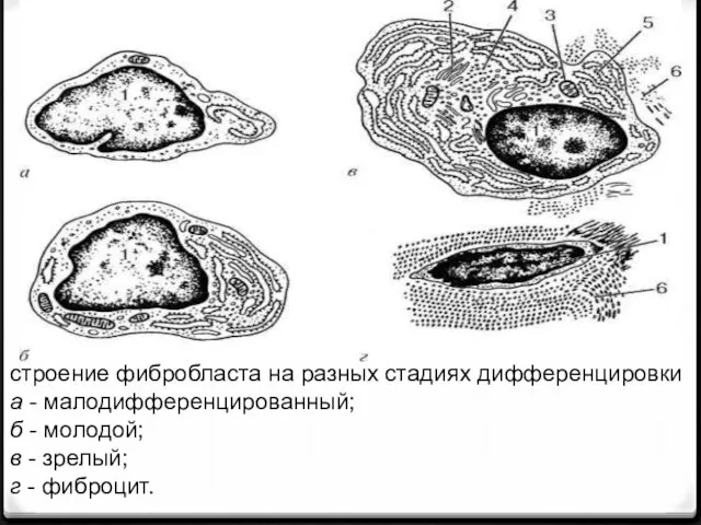 строение фибробласта на разных стадиях дифференцировки а - малодифференцированный; б