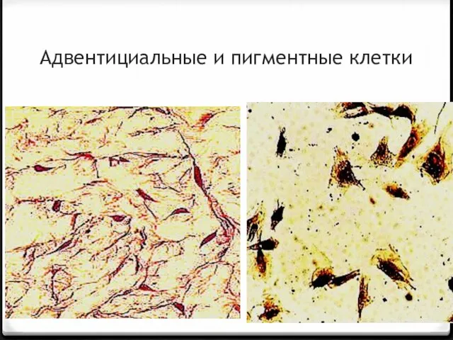 Адвентициальные и пигментные клетки