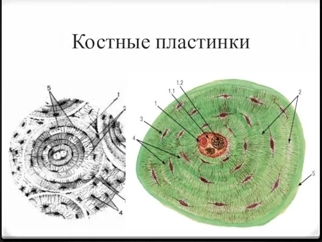 Костные пластинки