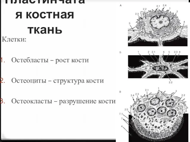 Пластинчатая костная ткань Клетки: Остебласты – рост кости Остеоциты – структура кости Остеокласты – разрушение кости