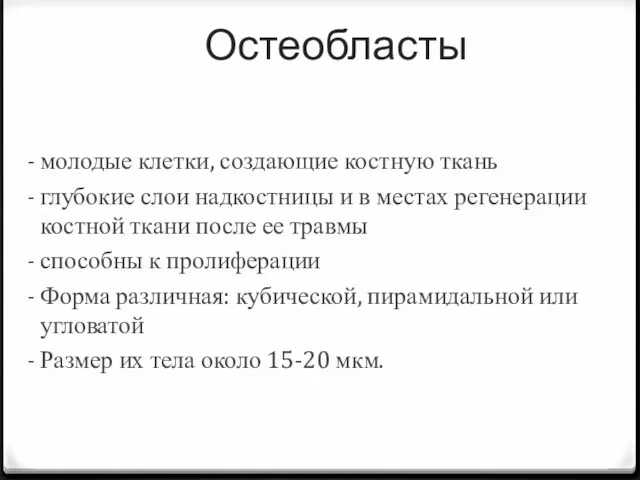 Остеобласты молодые клетки, создающие костную ткань глубокие слои надкостницы и