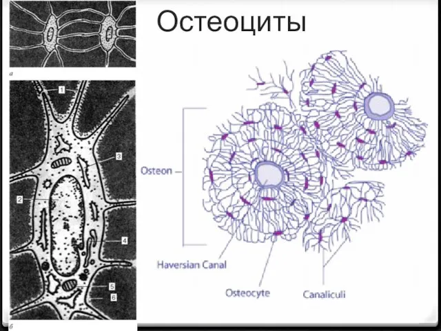 Остеоциты