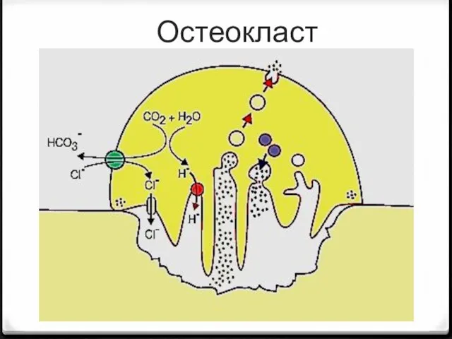 Остеокласт