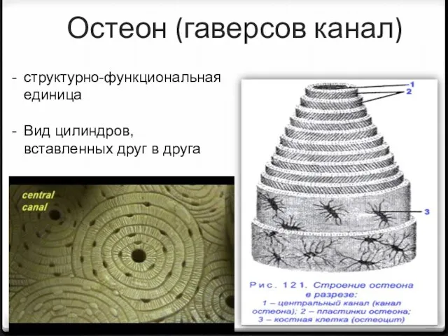 Остеон (гаверсов канал) структурно-функциональная единица Вид цилиндров, вставленных друг в друга