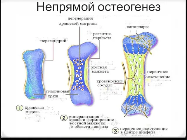 Непрямой остеогенез