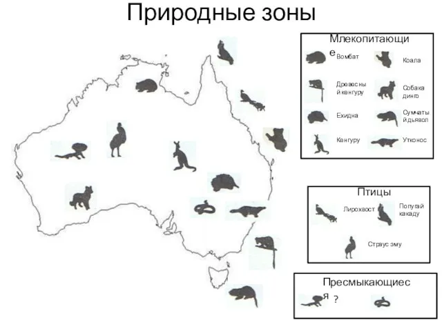 Природные зоны Млекопитающие Вомбат Древесный кенгуру Ехидна Кенгуру Коала Собака
