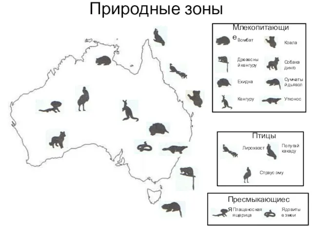 Природные зоны Млекопитающие Вомбат Древесный кенгуру Ехидна Кенгуру Коала Собака динго Сумчатый дьявол