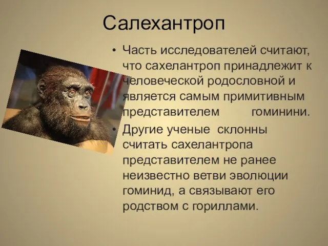 Салехантроп Часть исследователей считают, что сахелантроп принадлежит к человеческой родословной и является самым