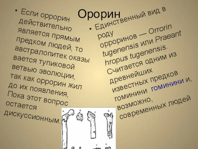 Орорин Если оррорин действительно является прямым предком людей, то австралопитек