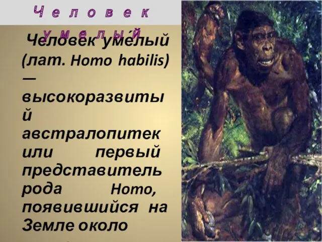 Челове́к уме́лый (лат. Homo habilis) — высокоразвитый австралопитек или первый представитель рода Homo,