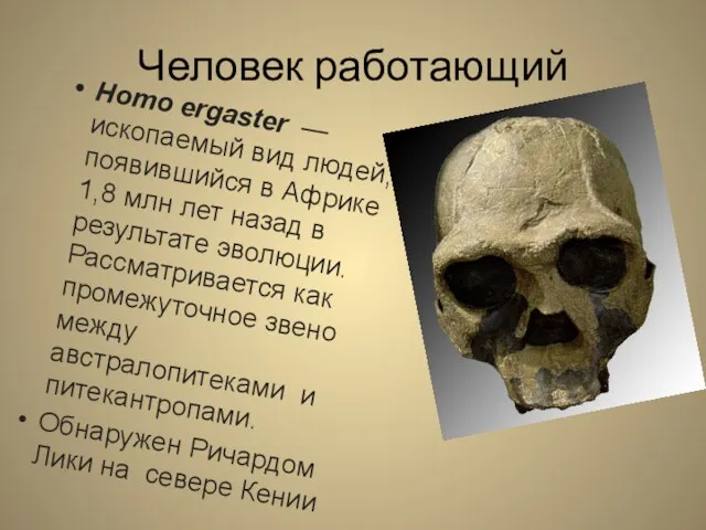 Человек работающий Homo ergaster — ископаемый вид людей, появившийся в Африке 1,8 млн