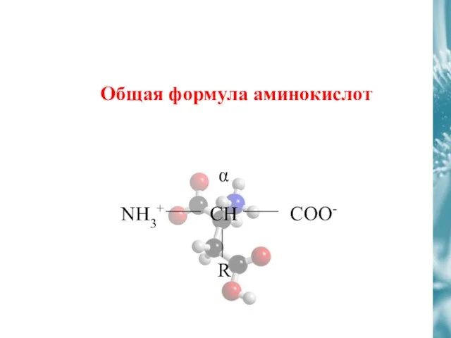 Общая формула аминокислот