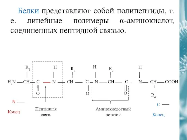 Белки представляют собой полипептиды, т.е. линейные полимеры α-аминокислот, соединенных пептидной связью. Пептидная связь Аминокислотный остаток