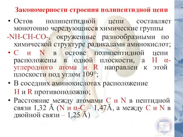 Закономерности строения полипептидной цепи Остов полипептидной цепи составляет монотонно чередующиеся