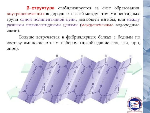 β–структура стабилизируется за счет образования внутрицепочечных водородных связей между атомами