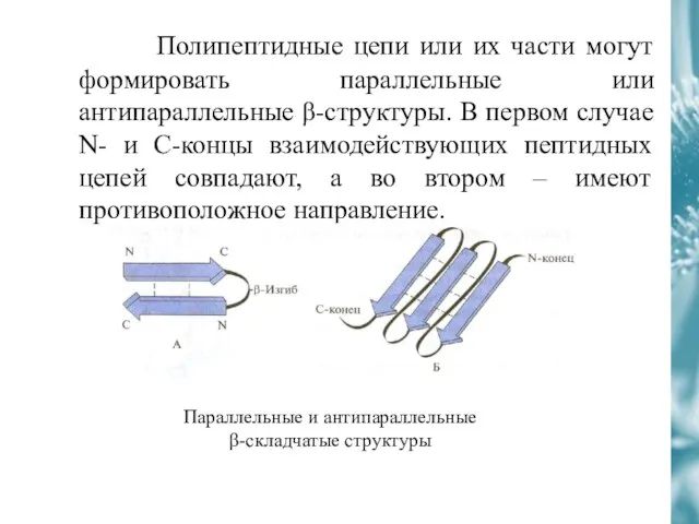 Полипептидные цепи или их части могут формировать параллельные или антипараллельные