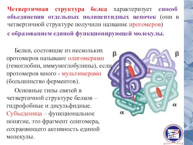 Четвертичная структура белка характеризует способ объединения отдельных полипептидных цепочек (они