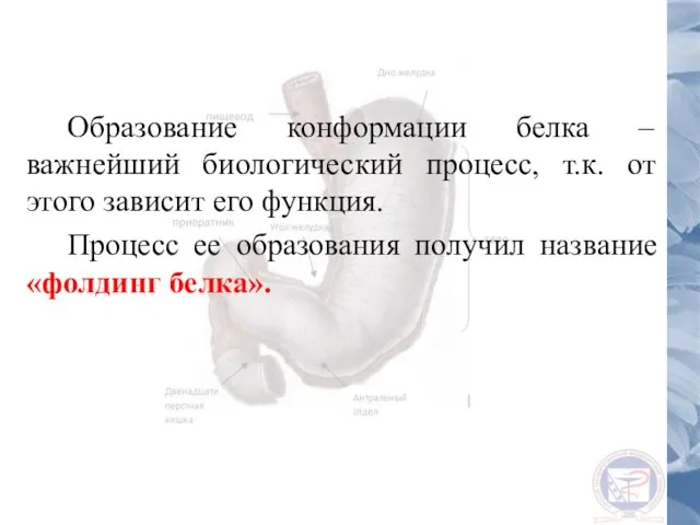 Образование конформации белка – важнейший биологический процесс, т.к. от этого