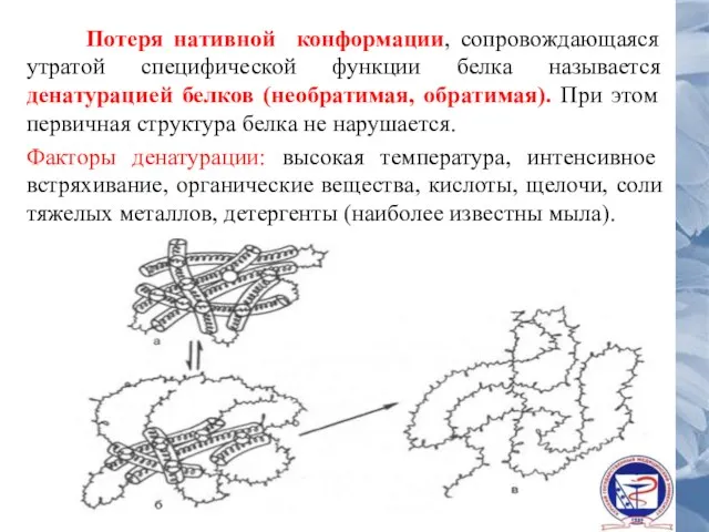 Потеря нативной конформации, сопровождающаяся утратой специфической функции белка называется денатурацией