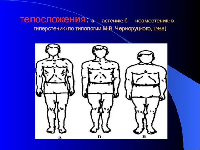 телосложения: а — астеник; б — нормостеник; в — гиперстеник (по типологии М.В. Черноруцкого, 1938)