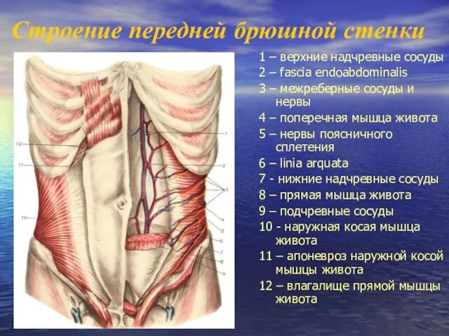 Строение передней брюшной стенки 1 – верхние надчревные сосуды 2