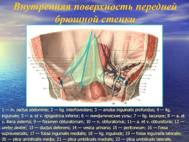 Внутренняя поверхность передней брюшной стенки 1 — m. rectus abdominis;