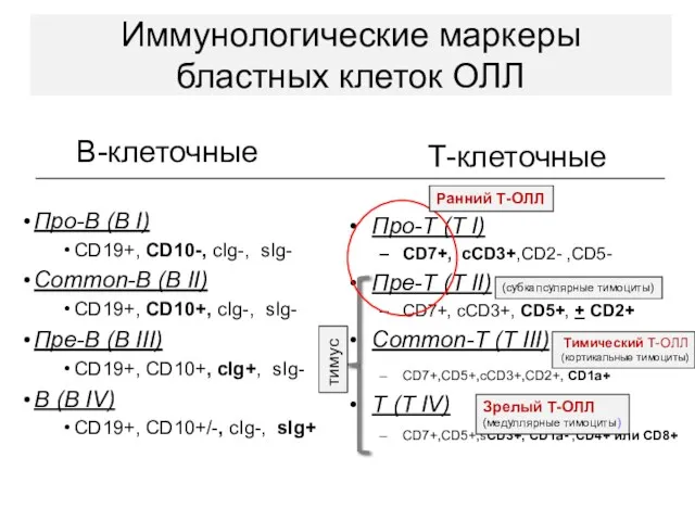 В-клеточные Про-В (B I) CD19+, CD10-, сIg-, sIg- Common-В (B