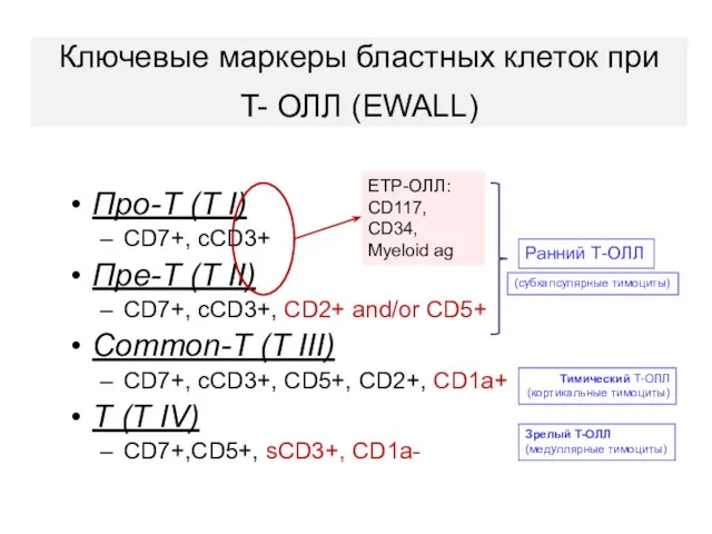 Про-Т (T I) CD7+, cCD3+ Пре-Т (T II) CD7+, сCD3+,