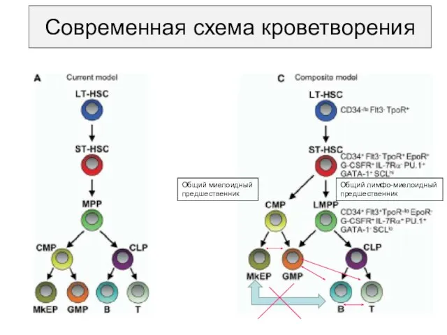 Современная схема кроветворения Общий миелоидный предшественник Общий лимфо-миелоидный предшественник