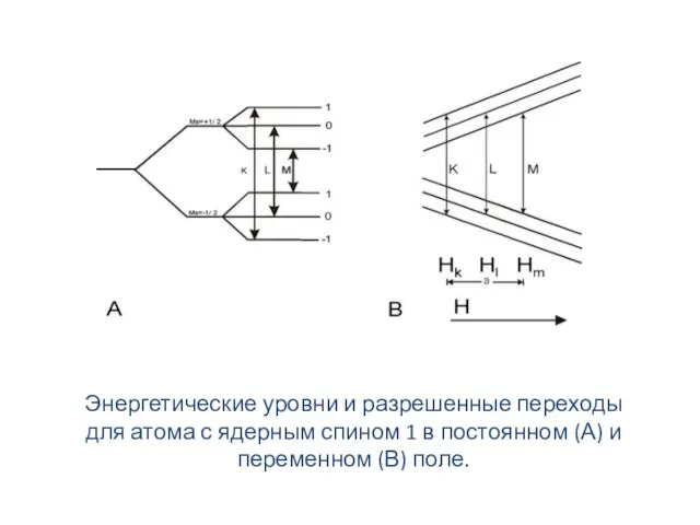 Энергетические уровни и разрешенные переходы для атома с ядерным спином