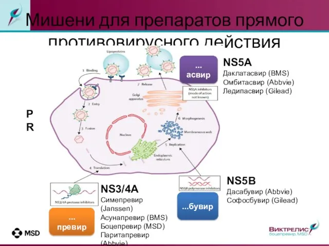 Мишени для препаратов прямого противовирусного действия ...превир ...бувир ...асвир NS3/4A