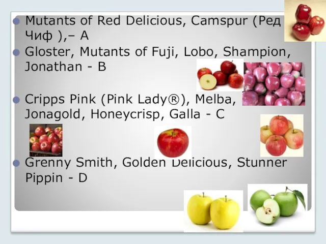 Mutants of Red Delicious, Camspur (Ред Чиф ),– А Gloster,