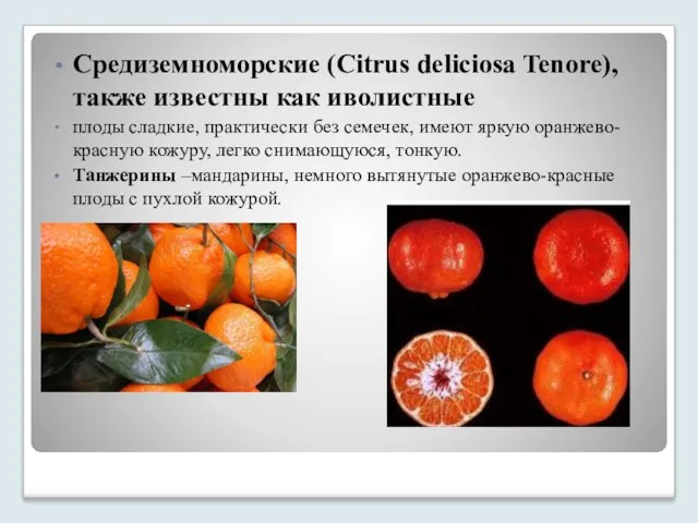 Средиземноморские (Citrus deliciosa Tenore), также известны как иволистные плоды сладкие,