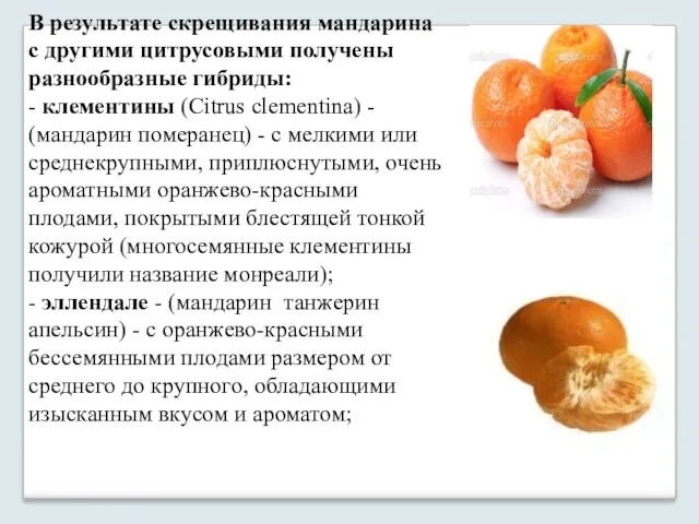 В результате скрещивания мандарина с другими цитрусовыми получены разнообразные гибриды: