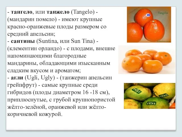 - тангело, или танжело (Tangelo) - (мандарин помело) - имеют