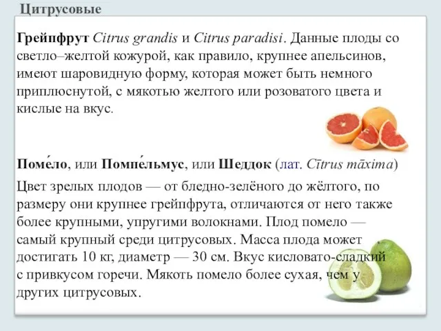 Грейпфрут Citrus grandis и Citrus paradisi. Данные плоды со светло–желтой