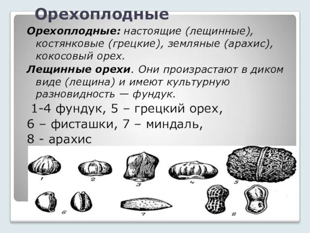 Орехоплодные Орехоплодные: настоящие (лещинные), костянковые (грецкие), земляные (арахис), кокосовый орех.