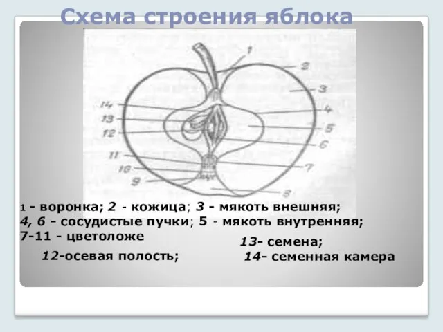 Схема строения яблока 1 - воронка; 2 - кожица; 3