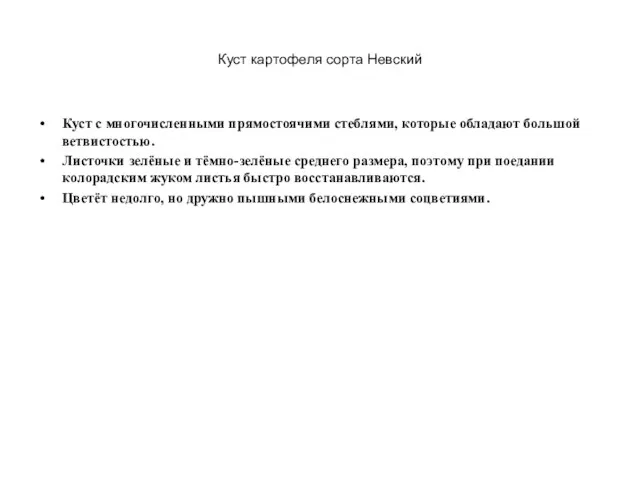 Куст картофеля сорта Невский Куст с многочисленными прямостоячими стеблями, которые