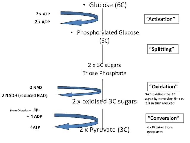 Glucose (6C) Phosphorylated Glucose (6C) 2 x 3C sugars Triose