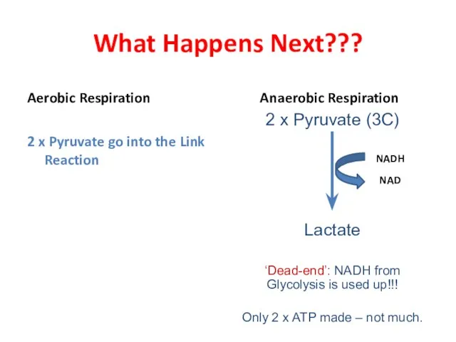 What Happens Next??? Aerobic Respiration 2 x Pyruvate go into