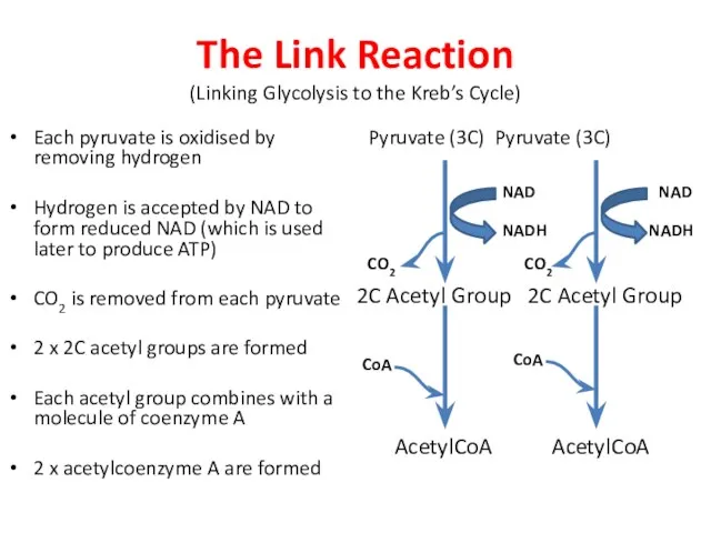 The Link Reaction (Linking Glycolysis to the Kreb’s Cycle) Each