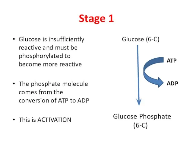 Stage 1 Glucose is insufficiently reactive and must be phosphorylated