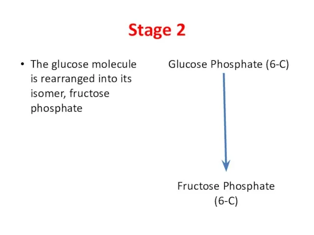 Stage 2 The glucose molecule is rearranged into its isomer,