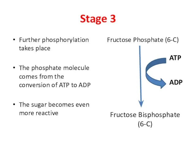 Stage 3 Further phosphorylation takes place The phosphate molecule comes