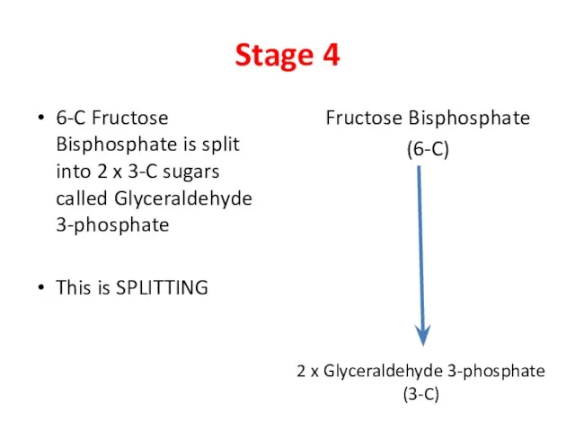 Stage 4 6-C Fructose Bisphosphate is split into 2 x