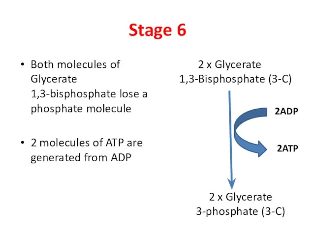 Stage 6 Both molecules of Glycerate 1,3-bisphosphate lose a phosphate