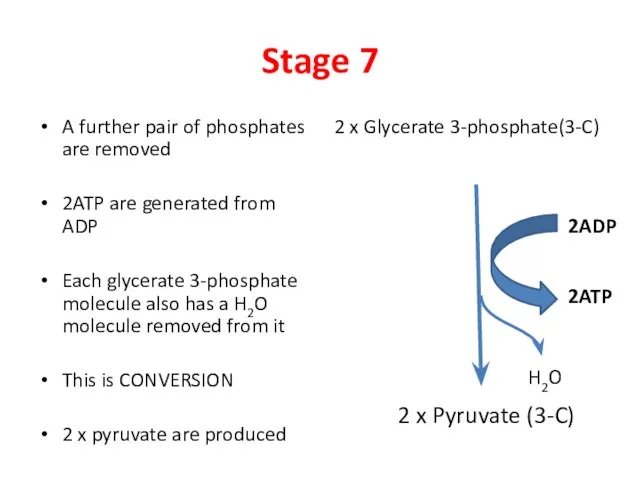 Stage 7 A further pair of phosphates are removed 2ATP